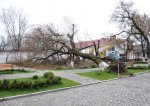 Сегодня на улице Советской упало дерево