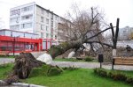 Сегодня на улице Советской упало дерево