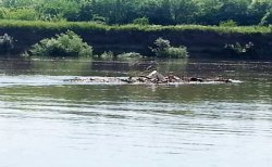 Отдел по делам ГОиЧС города Бендеры рекомендует воздержаться от купания в реке Днестр