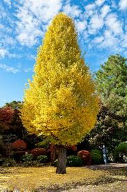 В Бендерах появится аллея золотых деревьев